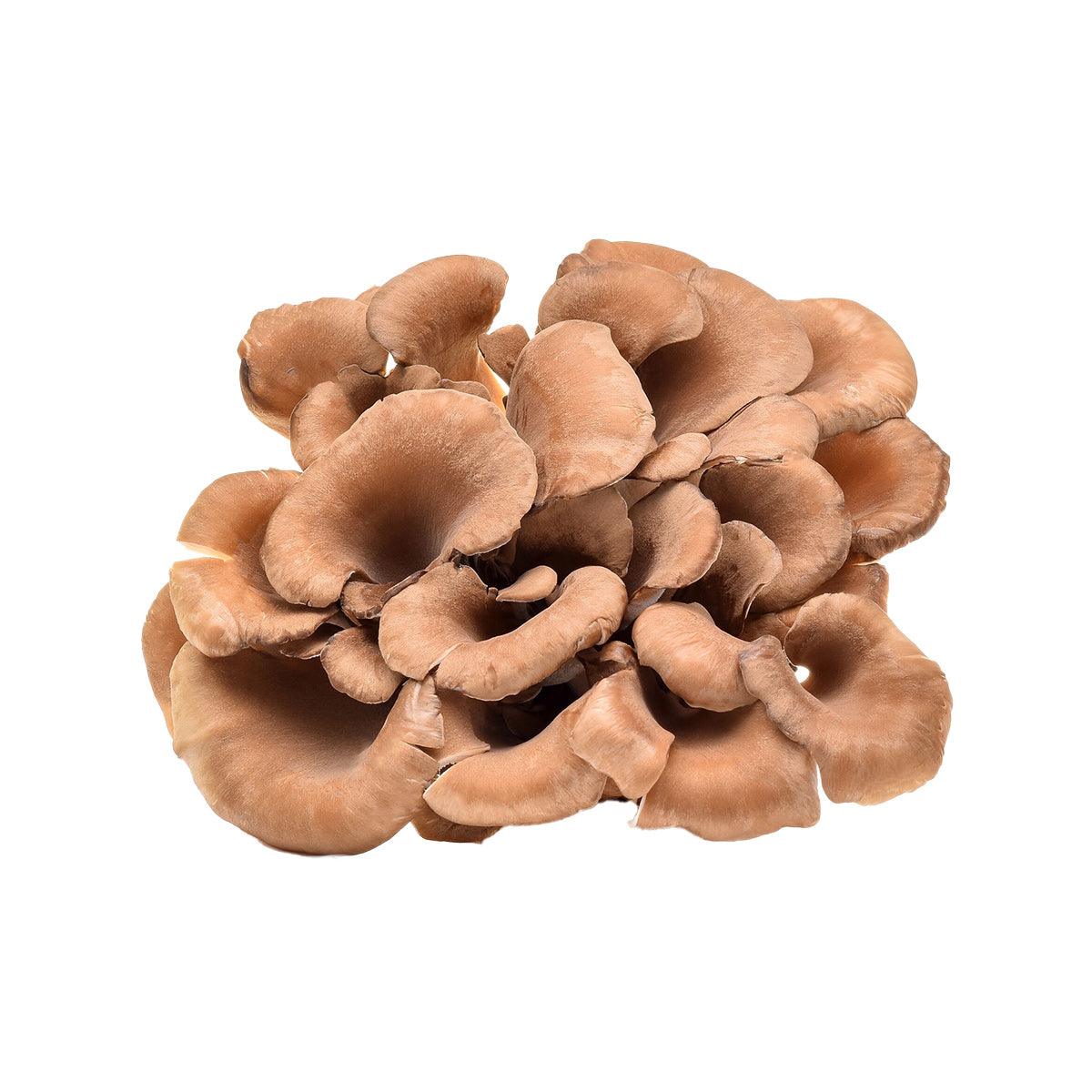 日本白舞菇 (細) (70g)