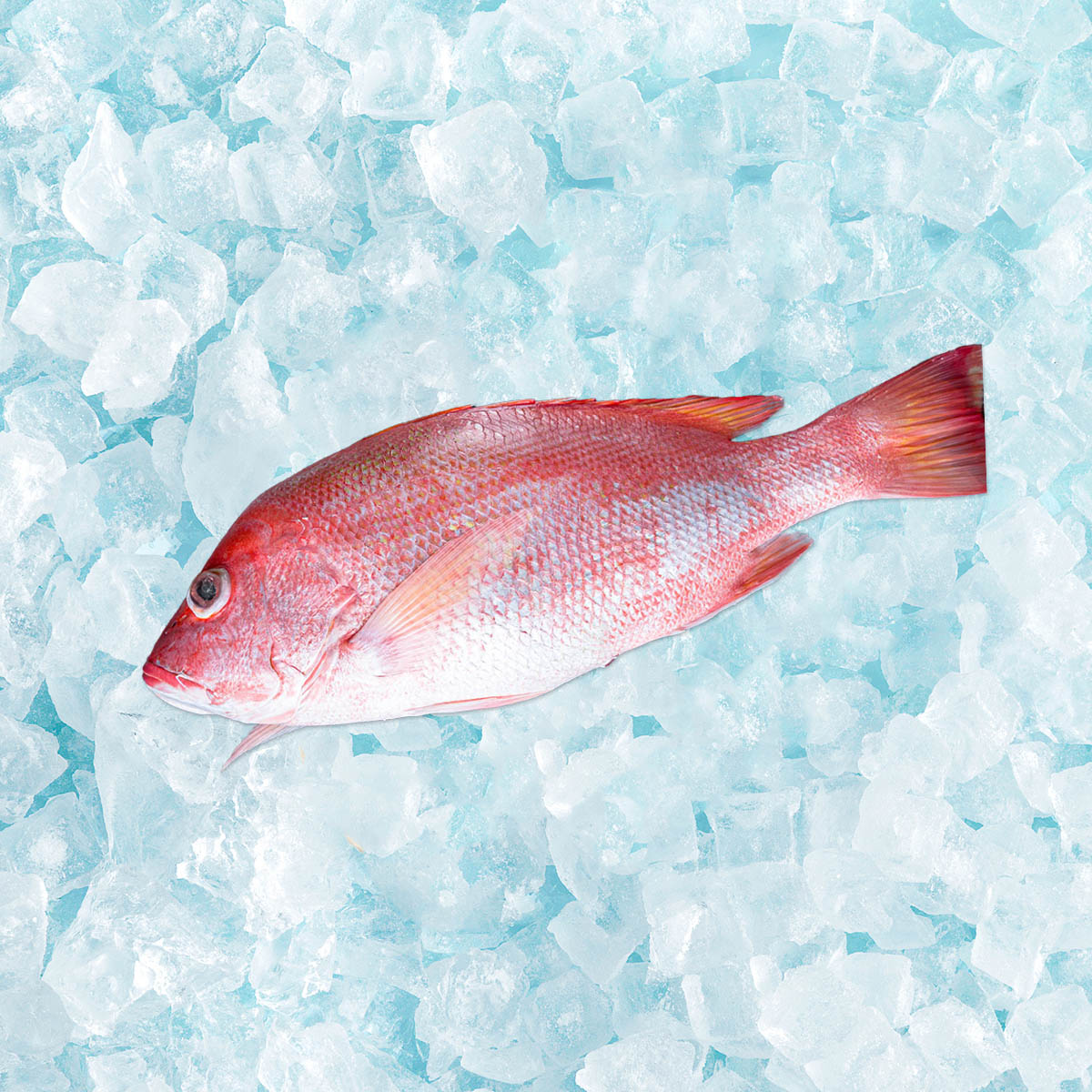 Ruby Snapper (Whole)