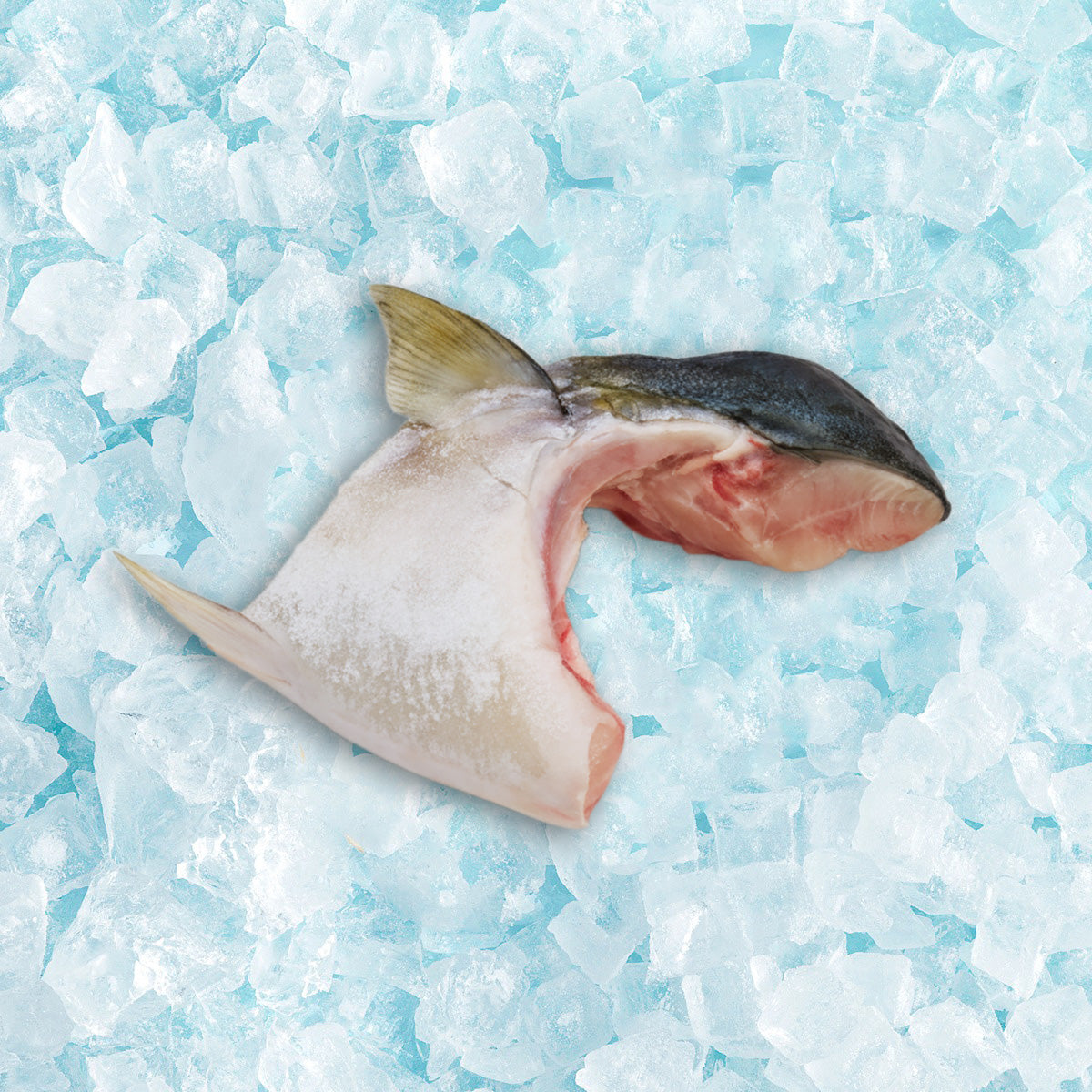 Japan Frozen Hamachi Collar (Buri)  (2pcs)
