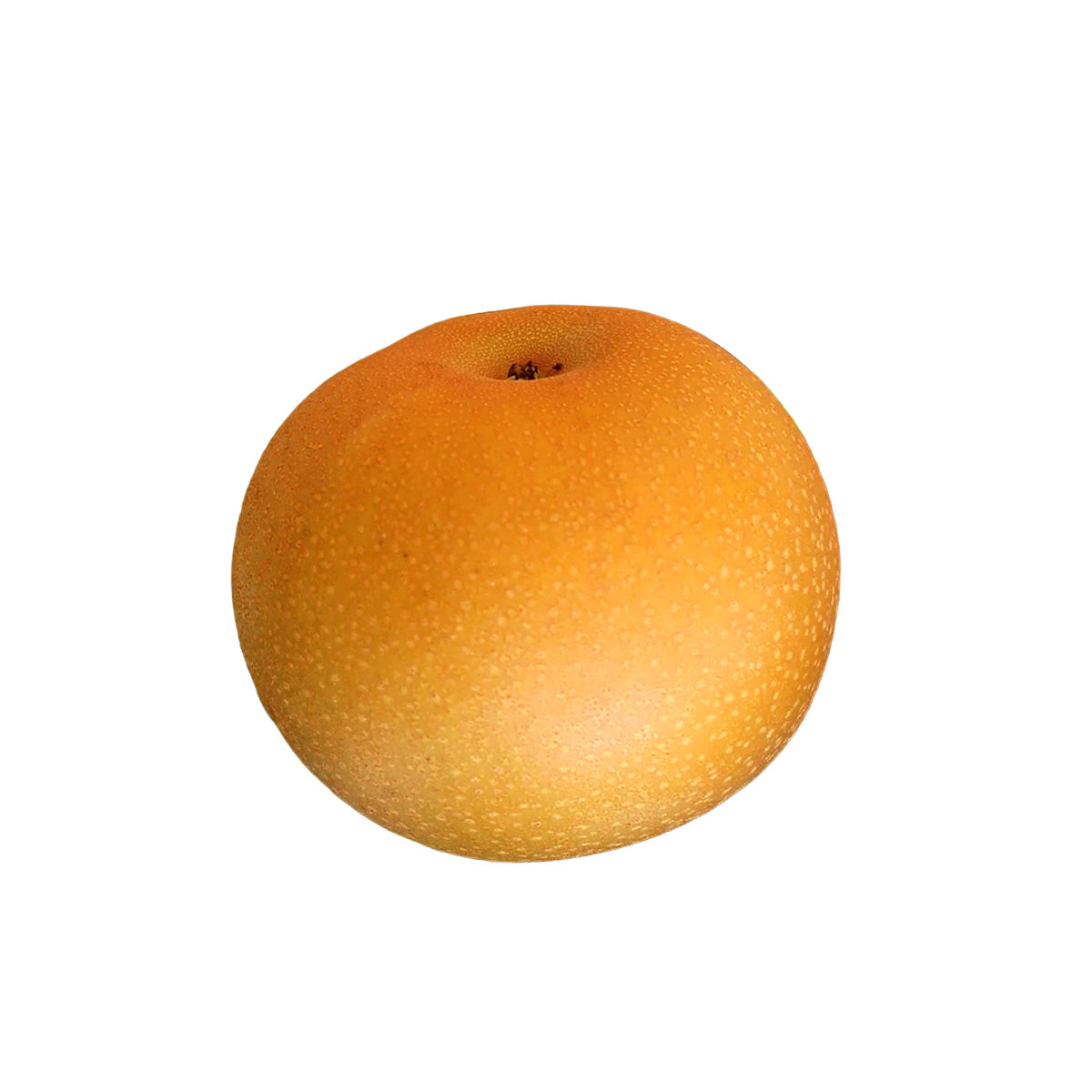 Japan Niigata Akiduki Pear (Tenkatouitsu) 12's  (1pc)