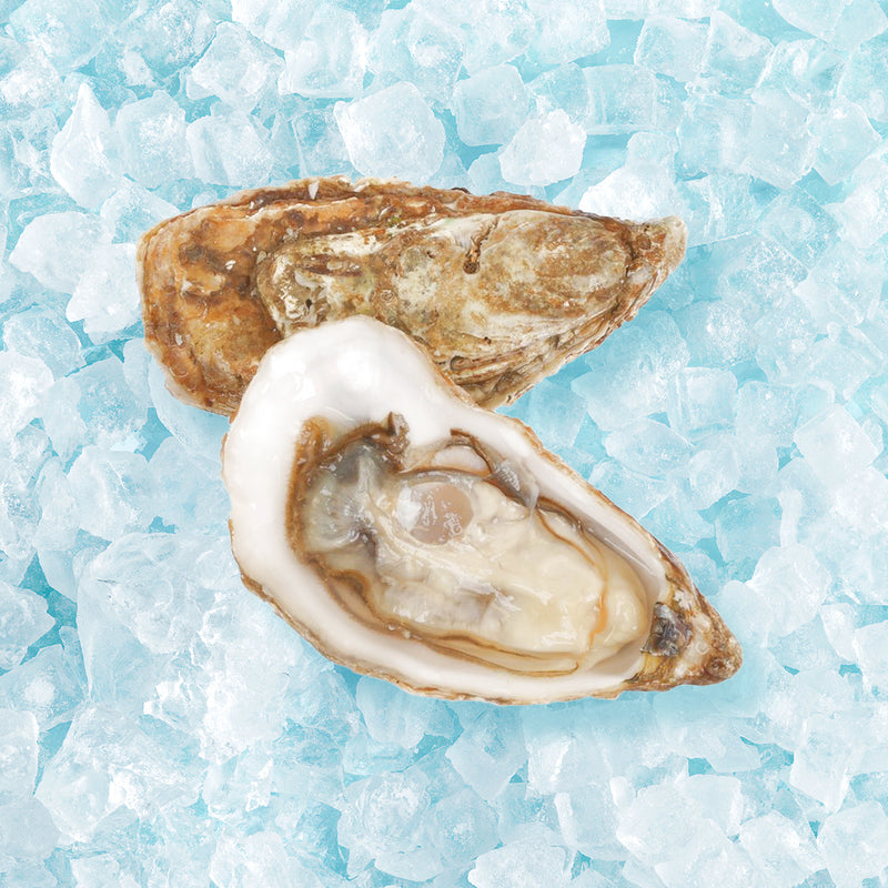 TIA MARAA French Tia Maraa Oyster Nr.1  (1pc)