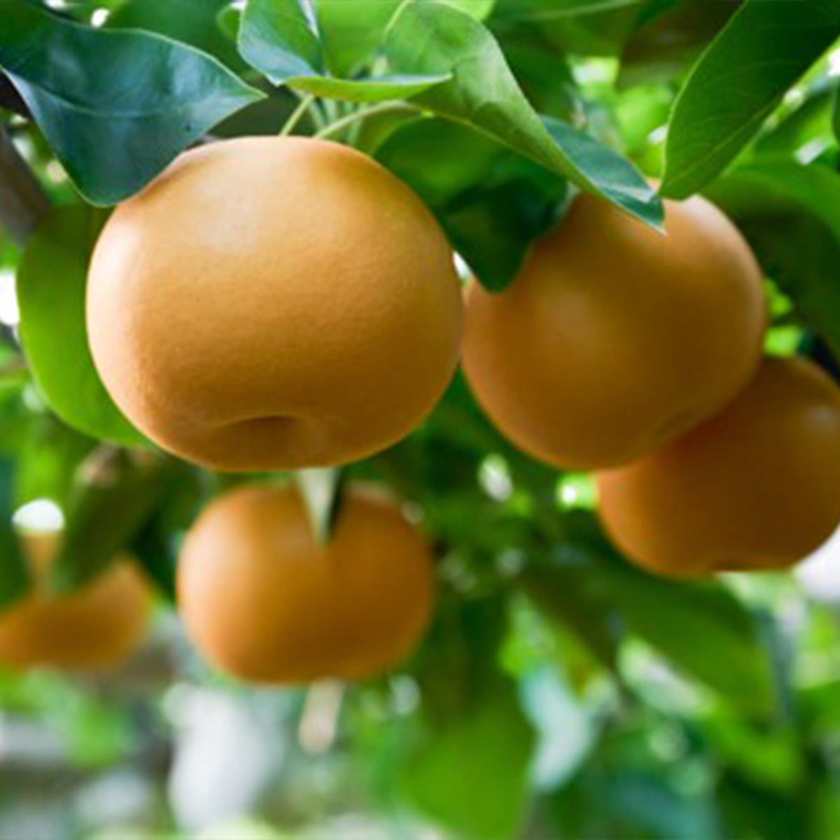 Japan Kumamoto Kotonomi Akiduki Pear Gift Box  (1pack)