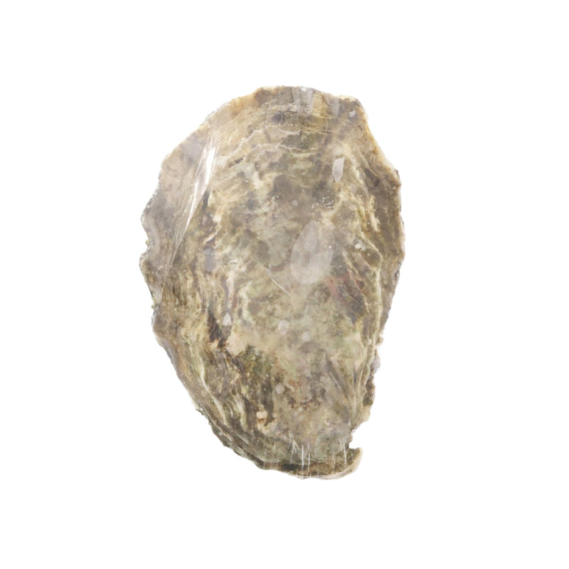 JOSEPHINE French Josephine Oyster Nr.1  (1pc)