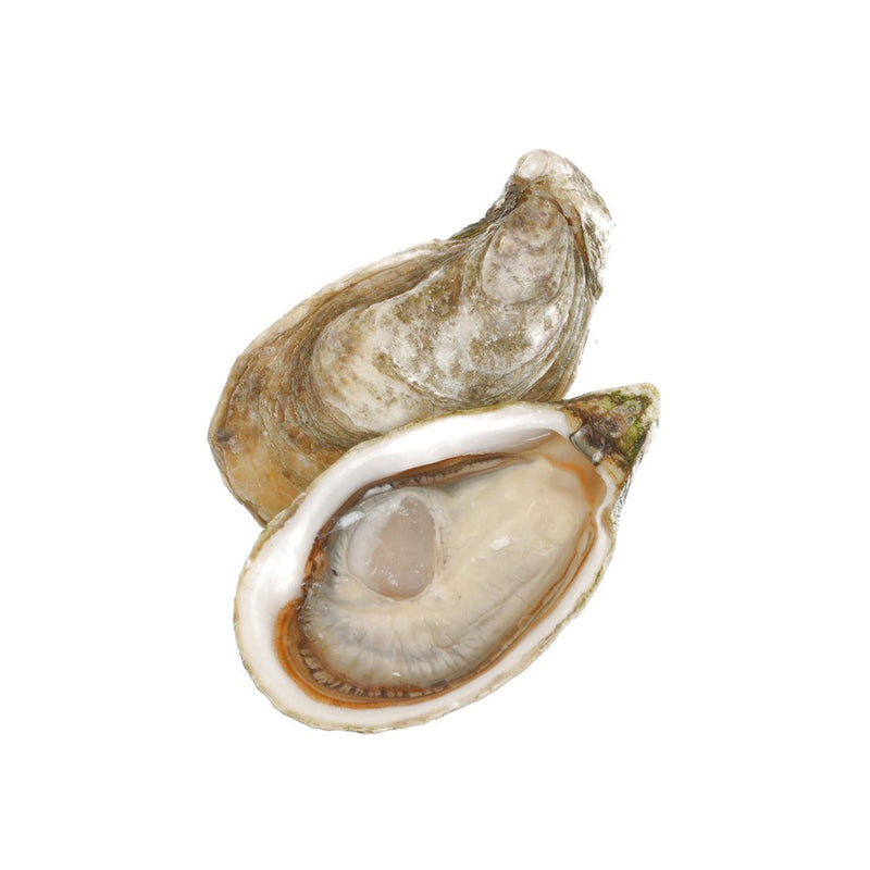 CHIRONFILS French Chiron Speciale Oyster Nr.1  (1pc)