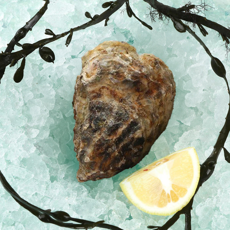 Japan Hiroshima Frozen Oyster With Shell  (1pc)