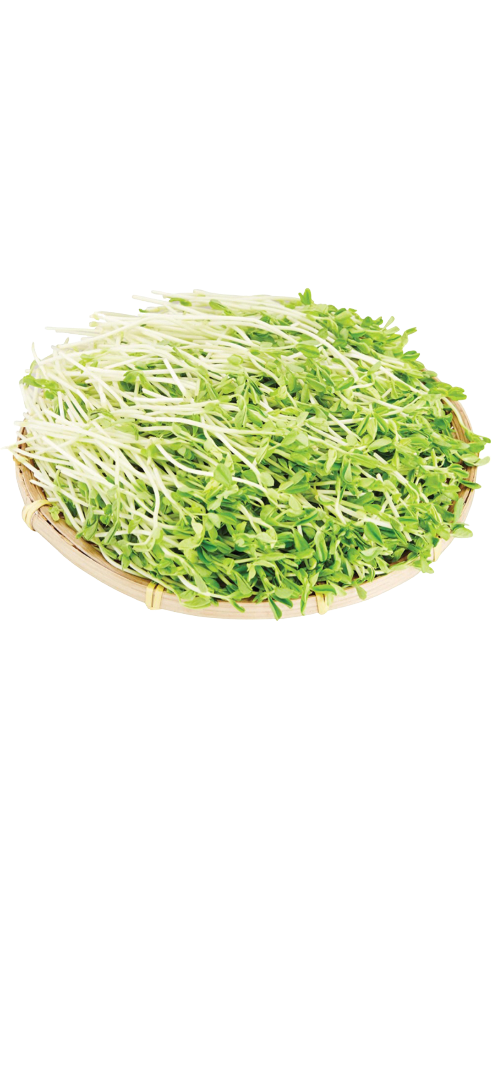 Local Organic Jade Sprouts  (600g)