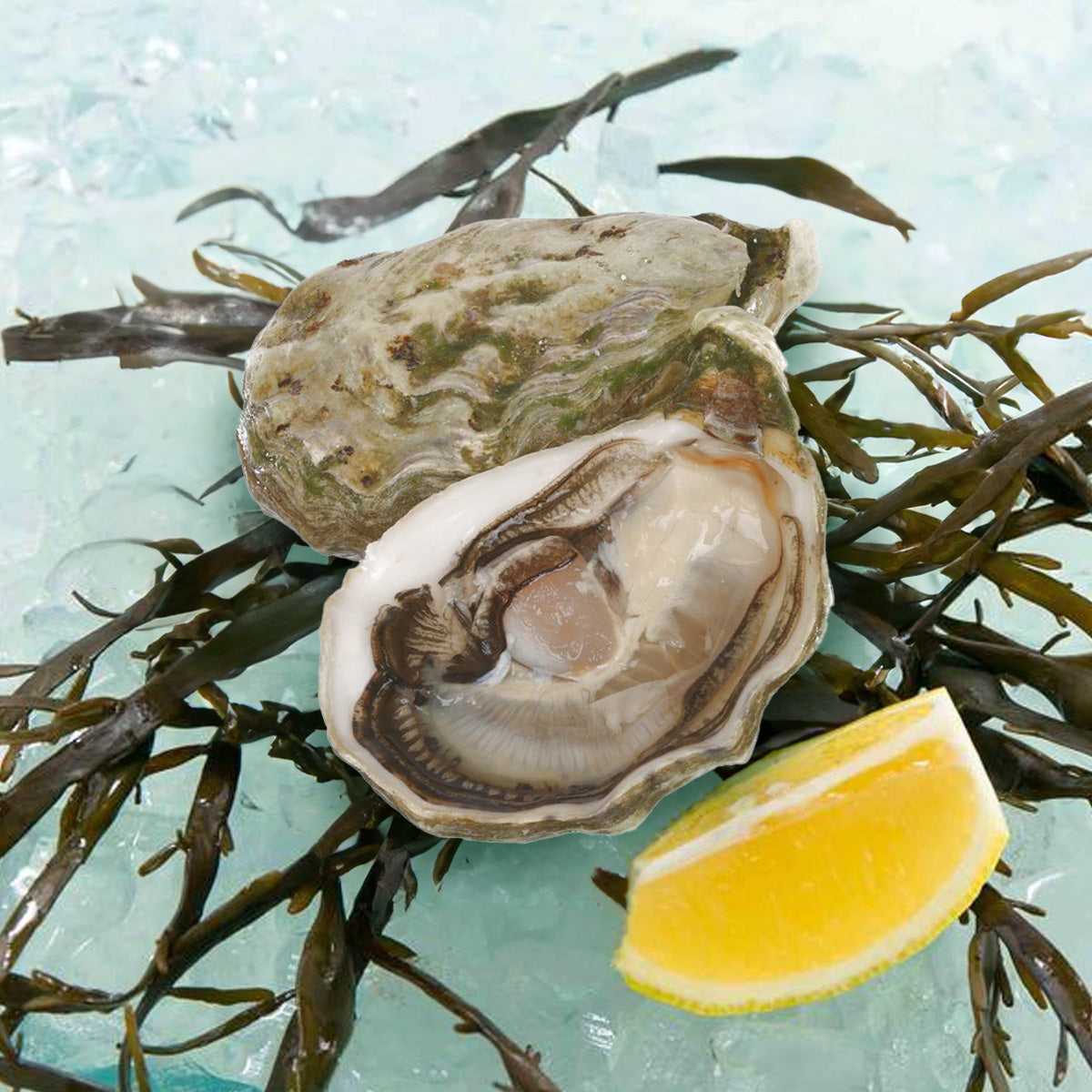 JOSEPHINE French Josephine Oyster Nr.1  (1pc)