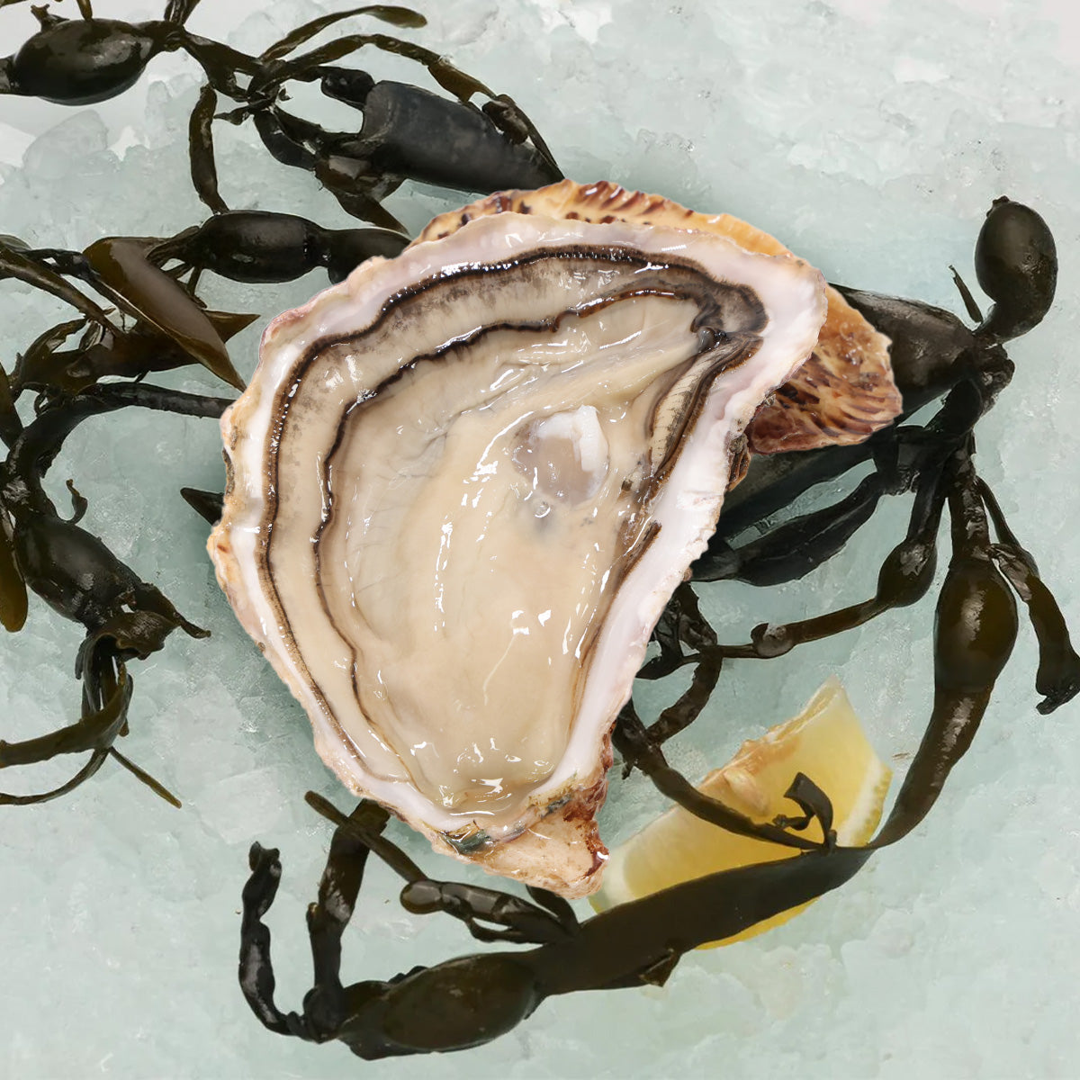 GO FARM Japanese Okayama Mushiage Oyster