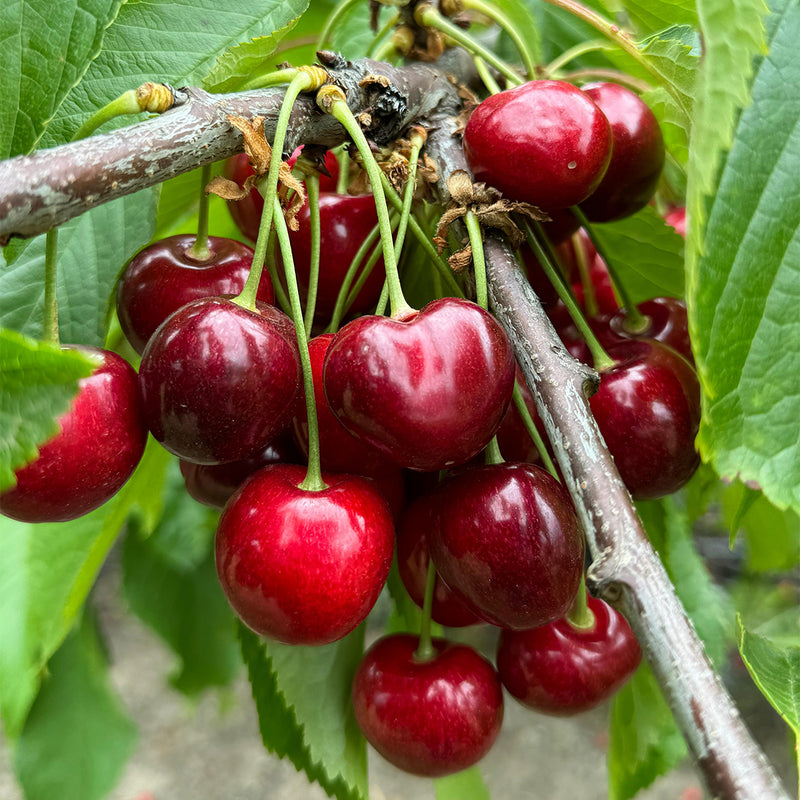 Australia Tasmania Cherry 34mm+ (Approx. 2kg)