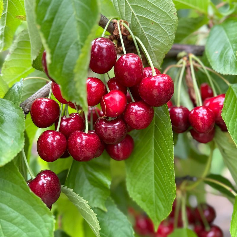 Australia Tasmania Cherry 30mm+ (Approx. 1kg)