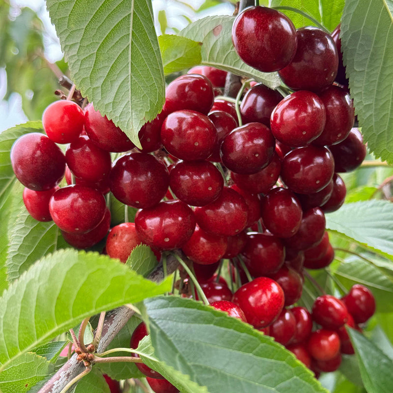 Australia Tasmania Cherry 32mm+ (Approx. 2kg)