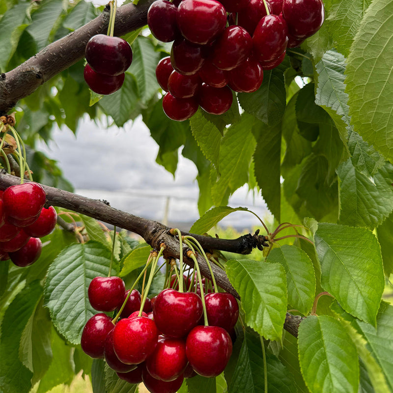 Australia Tasmania Cherry 32mm+ (Approx. 1kg)