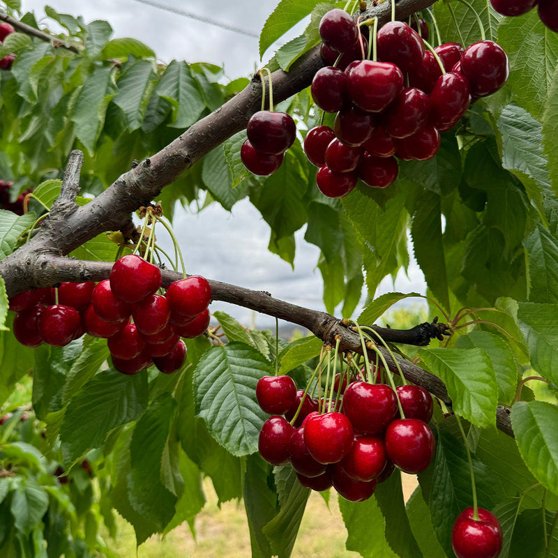 Australia Tasmania Cherry 30mm+ (Approx. 2kg)