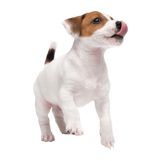 Pet