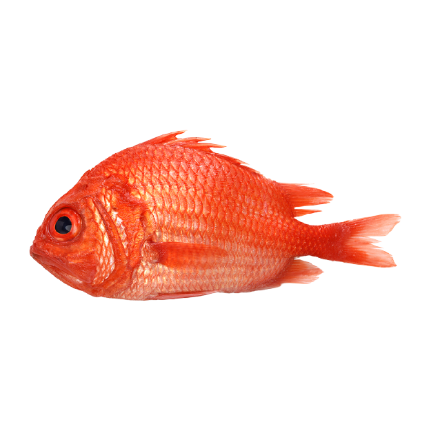 Fish