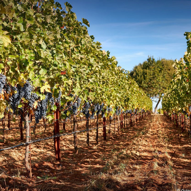 OUTPOST ESTATE Cabernet Sauvignon 2021 (750mL)