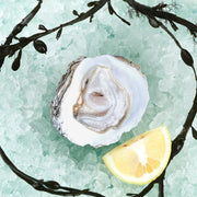 SAINT KERBER French Horse's Hoof Oyster  (1pc)