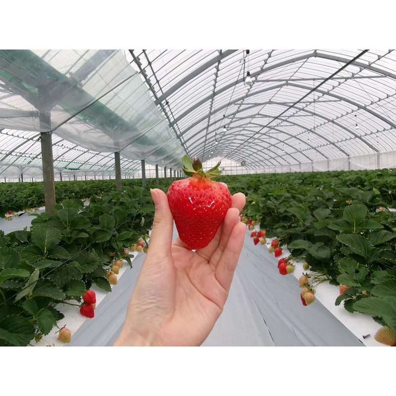Japan Strawberry Tasting Workshop (Test)