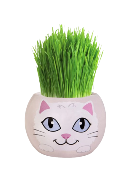 Grass Grow Kit (L) - Kitten Sixtine  (1pc)