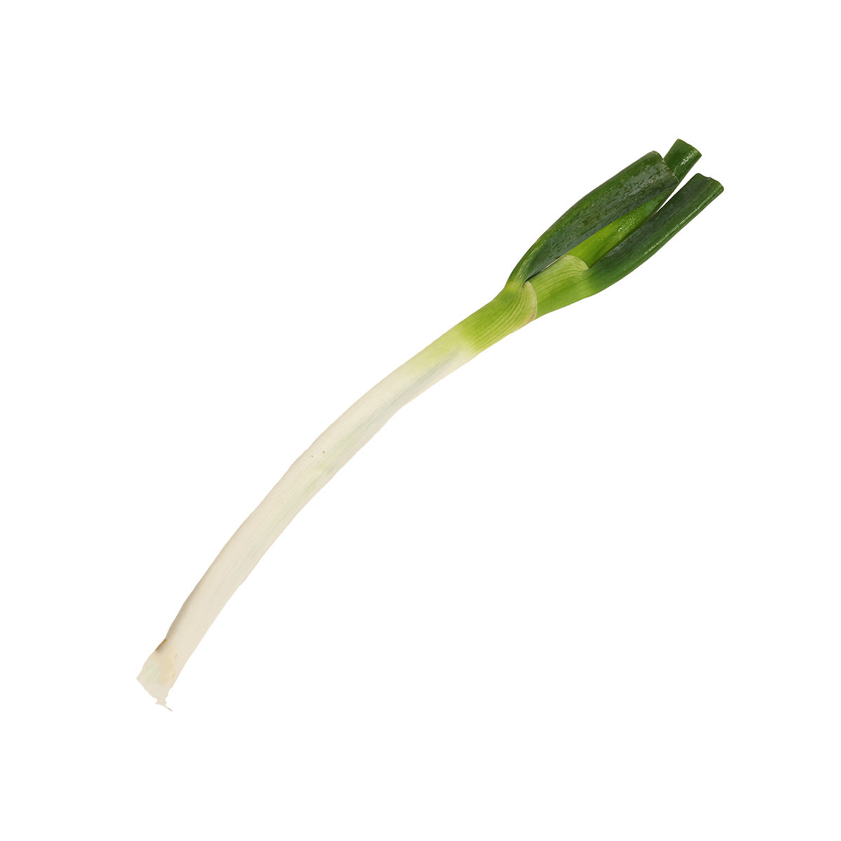 日本仲井農園大蔥  (600g)