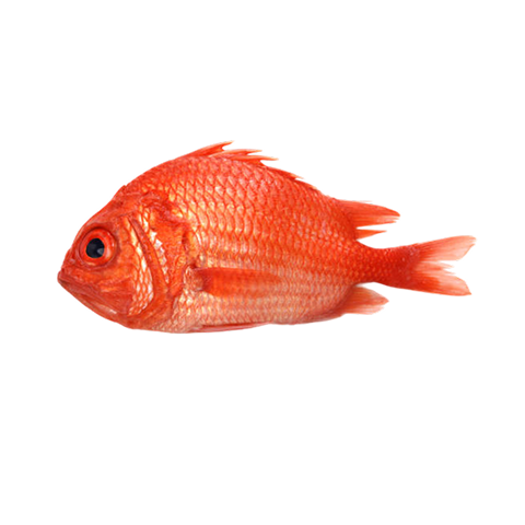 Fish