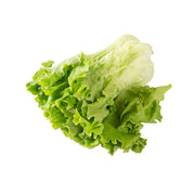 沖繩水耕栽培Pleated生菜 (1pack)