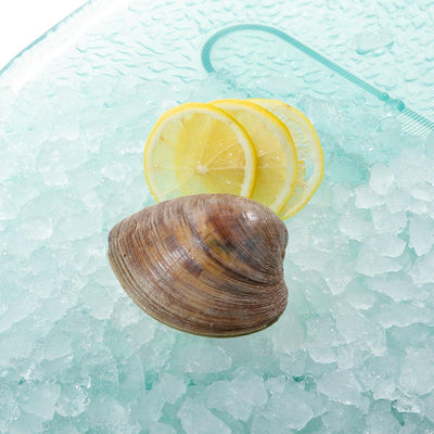 USA Cherrystone Clam - Live (1pack) - city'super E-Shop