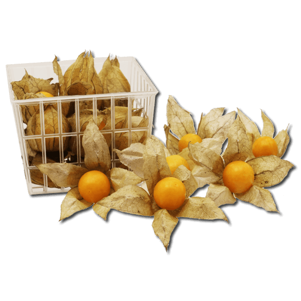 Colombian Physalis  (1pack)