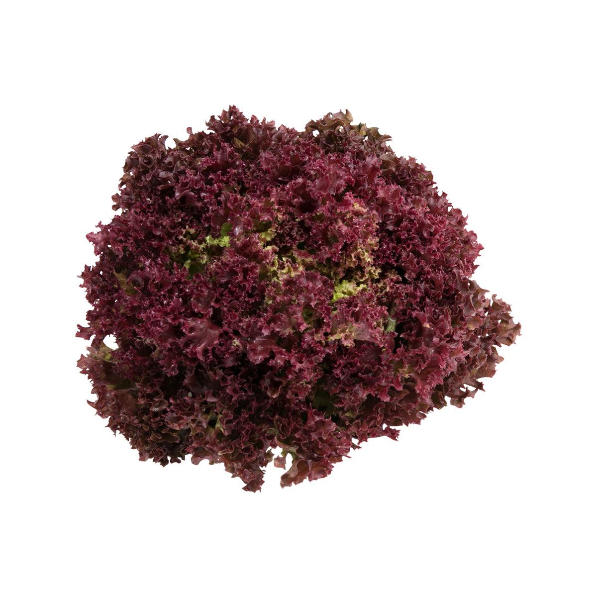 French Lollo Rosa Lettuce  (170g)