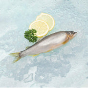 KIMURAAYU Japan Shiga Chilled Sweetfish (Ayu)  (1pack)