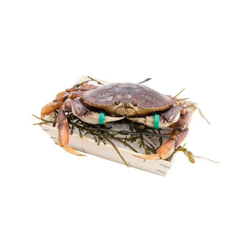 Canadian Live Dungeness Crab (L)  (1pc)