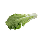 Local Organic Pak Choi - Taiwan Breed  (600g)