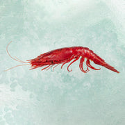 Seafood Hong Kong E-shop Selection - Spanish Frozen Jumbo Red King Prawn (300g)