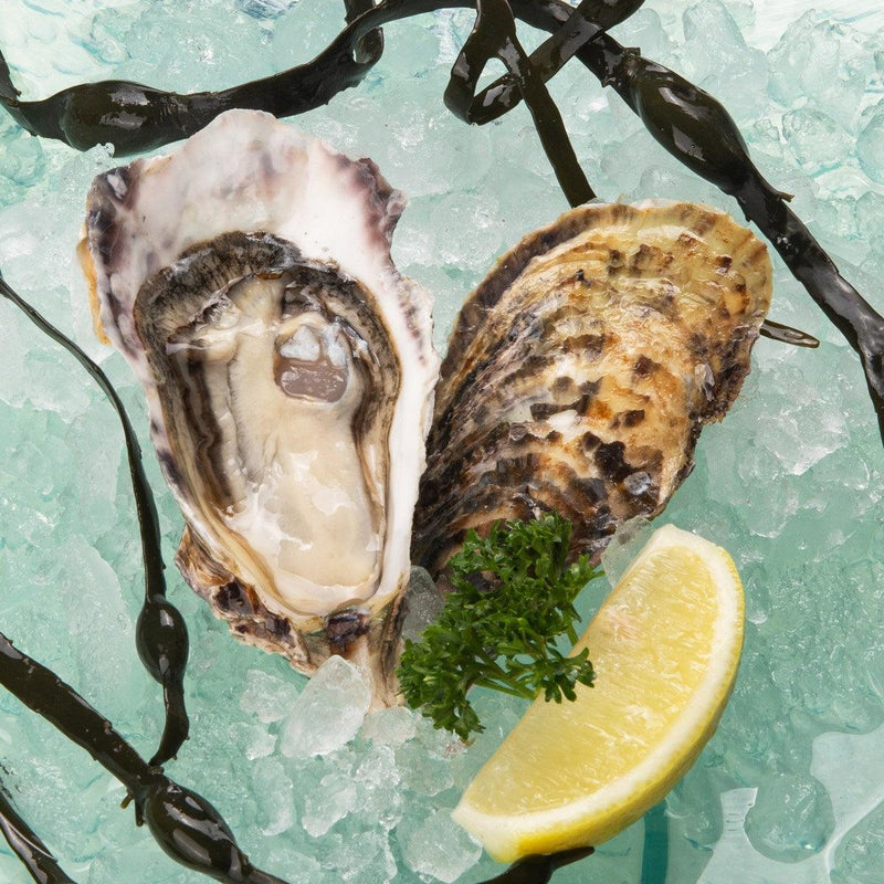 KUNIHIRO Hokkaido Akkeshi Live Oyster - M  (1pc)