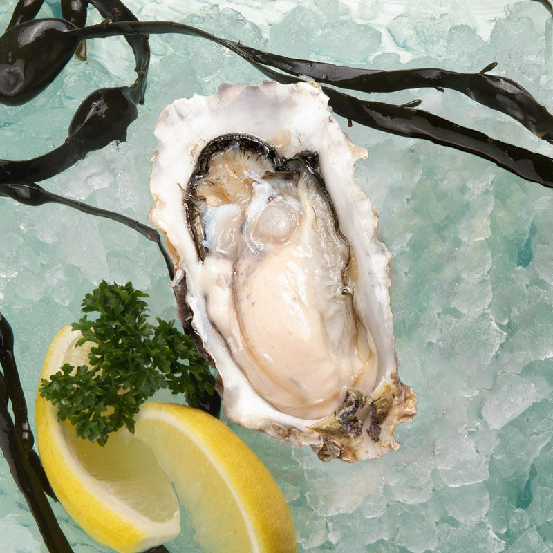 KUNIHIRO Japan Hiroshima Premium Live Oyster  (1pc)
