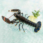 French Live Blue Lobster  (1pack)