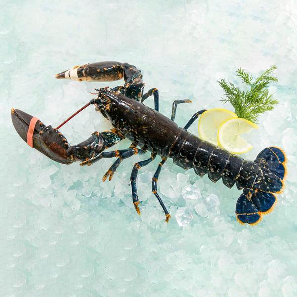 French Live Blue Lobster  (1pack)