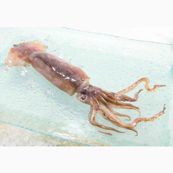 CHU-SUI Japan Aomori Squid [Previously Frozen]  (1pack)