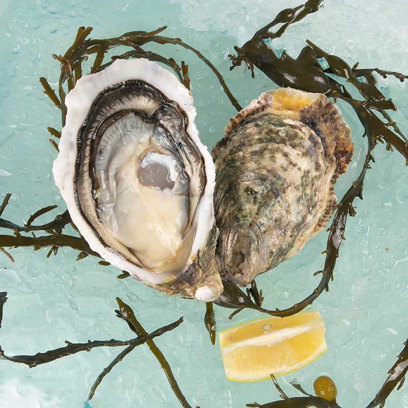 Seafood Hong Kong E-shop Selection - Fresh Oyster - TARBOURIECH French Tarbouriech Speciale Oyster  (1pc)