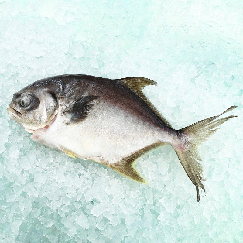 HONG KONG AQUACULTURE Local Frozen Farmed Pompano Fish - M  (1pack)